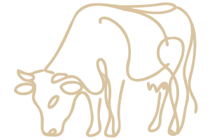 stilizzazione mucca